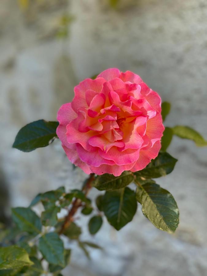Clos De Bertinat Saint-Sulpice-de-Faleyrens Exteriér fotografie