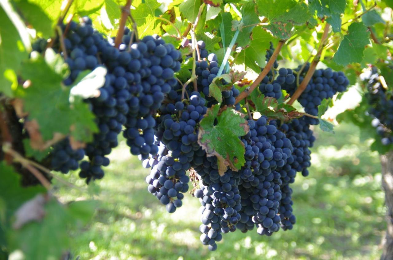 Clos De Bertinat Saint-Sulpice-de-Faleyrens Exteriér fotografie